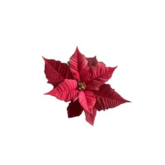 Red Poinsettia Flower on on white background