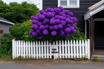 Fototapeta premium Lilac bush in a cottage garden, its purple blossoms contrasting against a white picket fence