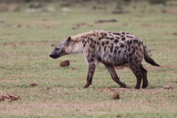 Spot the hyaena
