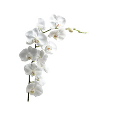White Orchid Flower Branch Isolated on on white background