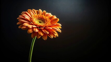 Studio shot of tilted angle flower on black background