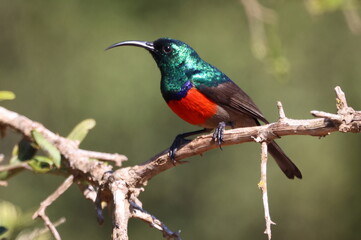 Sunbird beauty