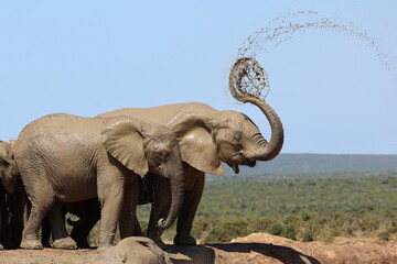 Elephant spiral