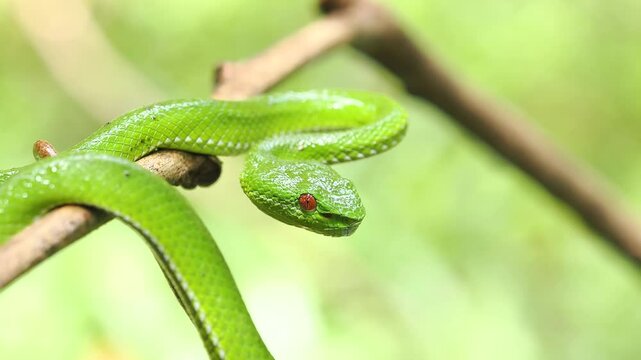 Red eyes  Green Tree Viper [Viridovipera stejnegeri stejnegeri]look for food