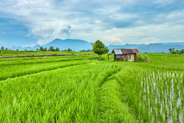 Obraz premium Beautiful view of rice fields with a mountain background. Tanah Datar, West Sumatra, Indonesia