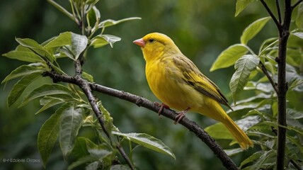 Wild Canary Bird In The Forest Perched On A Tree Branch