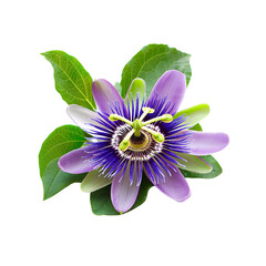 Passionflower Blooming Close Up