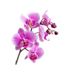 Pink Orchid Flower Close Up on on white background