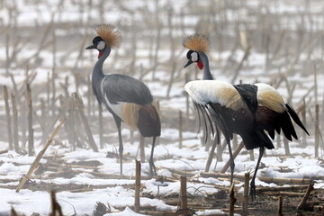 Crowned cranes in the snow