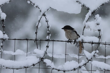 Butcher bird in snow
