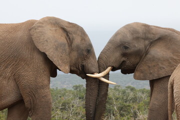 Obraz premium Elephant trunk to trunk