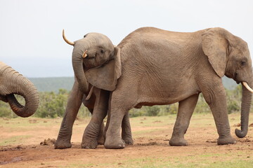 Obraz premium Move along