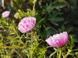 portulaca grandiflora, beautiful pink flower bloom in the morning in the garden. nature background concept 
