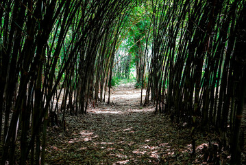 A forest landscape unfolds with towering trees, dappled sunlight filtering through leaves, rich undergrowth, winding trails, vibrant wildlife calls, and a serene, timeless natural ambiance.