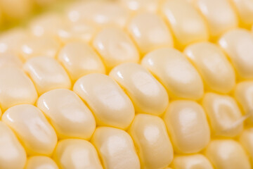 Fresh raw corn cob texture close up
