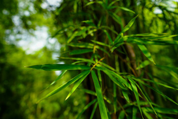 A forest landscape unfolds with towering trees, dappled sunlight filtering through leaves, rich undergrowth, winding trails, vibrant wildlife calls, and a serene, timeless natural ambiance.