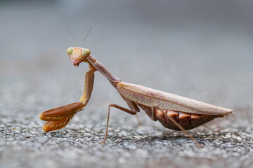 Brown praying mantis photographed in detail, showcasing unique insect features, perfect for nature and wildlife photography