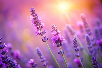 Fototapeta premium Beautiful lavender and pink flowers against a soft background with a low angle view