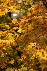 Autumn maple foliage. Yellow dry leaves on branches in autumn park.