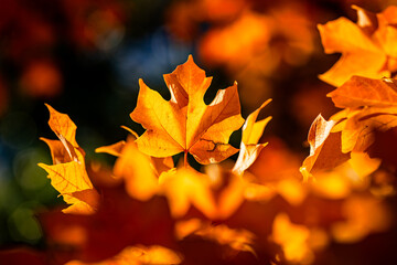 Autumn leaves of maple trees. Autumn fall leaves in sunlight. Natural autumn background. Autumnal background. Foliage, falling leaves background. Autumn leaf.
