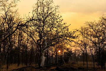 A forest landscape unfolds with towering trees, dappled sunlight filtering through leaves, rich undergrowth, winding trails, vibrant wildlife calls, and a serene, timeless natural ambiance.