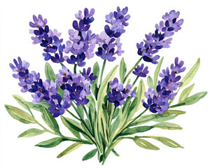 Obraz premium A beautiful watercolor illustration of lavender flowers showcasing vibrant purple hues and lush green leaves.