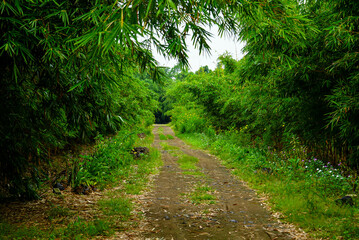 Obraz premium A forest landscape unfolds with towering trees, dappled sunlight filtering through leaves, rich undergrowth, winding trails, vibrant wildlife calls, and a serene, timeless natural ambiance.