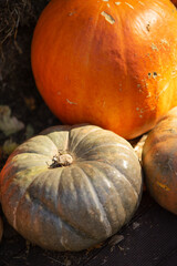 Pumpkins of different types in a farm yard. Autumn harvest.