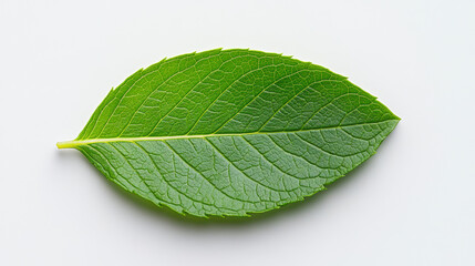 Obraz premium A single green leaf with detailed veins, displayed against a plain white background, highlighting its vibrant color and natural texture.