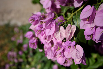 Aventine Hill in Rome, Italy