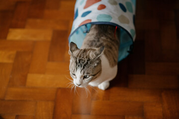 A playful cat is having fun inside a colorful cat tunnel situated on a smooth wooden floor, enjoying its time and exploring its surroundings