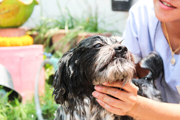 Shih Tzu dogs are bathed and kept clean by their pet owners.