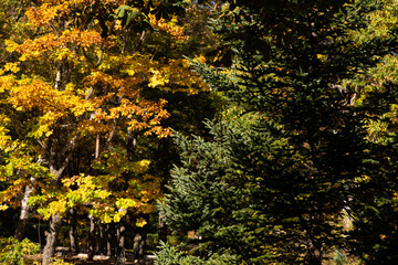 Tall spruce tree against the backdrop of an autumn park.