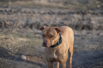 American Pit Bull Terrier playing on the field.