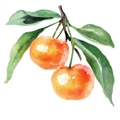 African cherry orange fruit berry fruit watercolor clipart illustration © yuniazizah