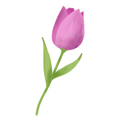 pink tulip isolated on white