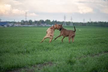 American Pit Bull Terrier playing on the field.