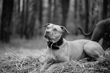 American Pit Bull Terrier playing on the field.