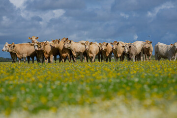 Obraz premium Cow on on summer alps meadow. Cows farm nature. Cattle eating grass, grazing on pasture. Herd of cows on an agricultural farm. Cow on lawn. Cow grazing on green meadow. Holstein cow.