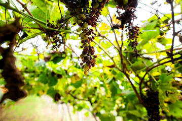 2023 11 01 Lonigo grapes 24