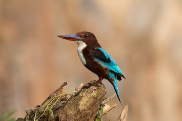 Naklejka premium Close-up of a white-throated kingfisher with vibrant blue wings perched on a branch in its natural habitat. Ideal for wildlife photography, birdwatching, and nature conservation-themed projects.