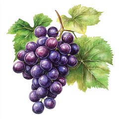 Amazon grape fruit watercolor clipart illustration
