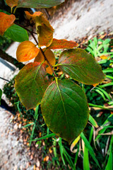 2023 11 01 Lonigo persimmon leaf 30