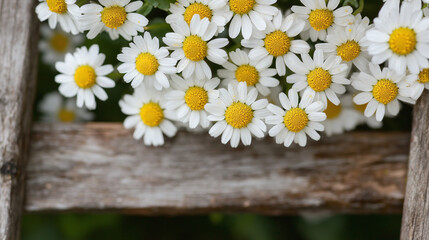 Obraz premium Close-up of White Daisies on Wooden Surface