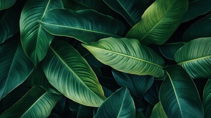Dark green leaf texture, Natural green leaves using as nature background wallpaper or tropical leaf cover page