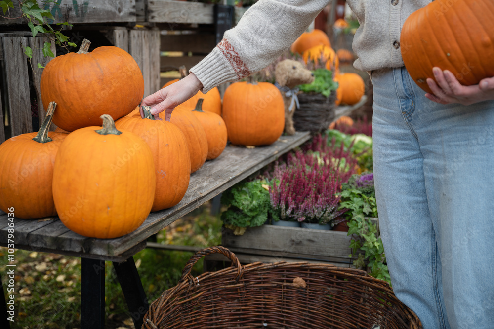 Wall mural woman chooses a pumpkin on the market