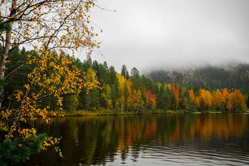 autumn landscape with yellow forest, Oulanka National park, Finland