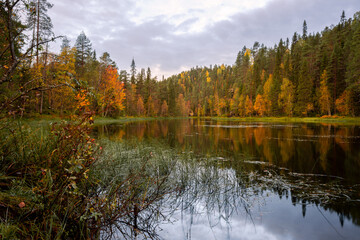 autumn landscape with yellow forest, Oulanka National park, Finland