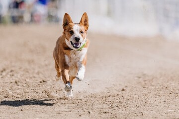 Australian Cattle Dog Red Heeler Sprinting Running Lure Course Sport