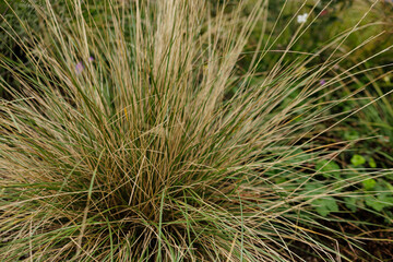 Ornamental grass growing in garden Karlin, Prague